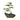 בונסאי פוקיאן טי – FUKIEN TEA